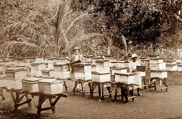 An apiary, Mandeville, Jamaica, apiary early 1900s