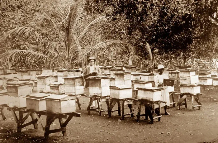 Framed Print : An apiary, Mandeville, Jamaica, apiary early 1900s Framed Print : An apiary, Mandeville, Jamaica, apiary early 1900s
