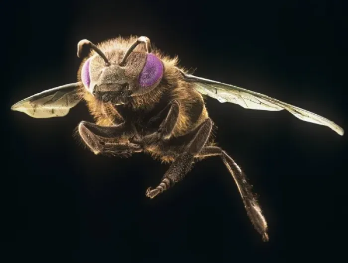 Framed Print : Apis mellifera, honey bee Framed Print : Apis mellifera, honey bee
