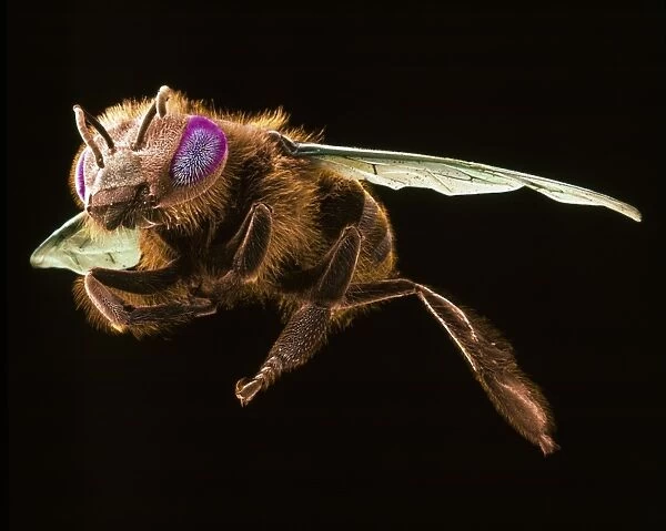 Apis mellifera, honey bee