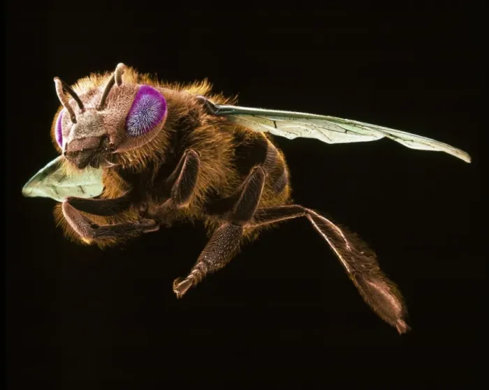 Framed Print : Apis mellifera, honey bee Framed Print : Apis mellifera, honey bee
