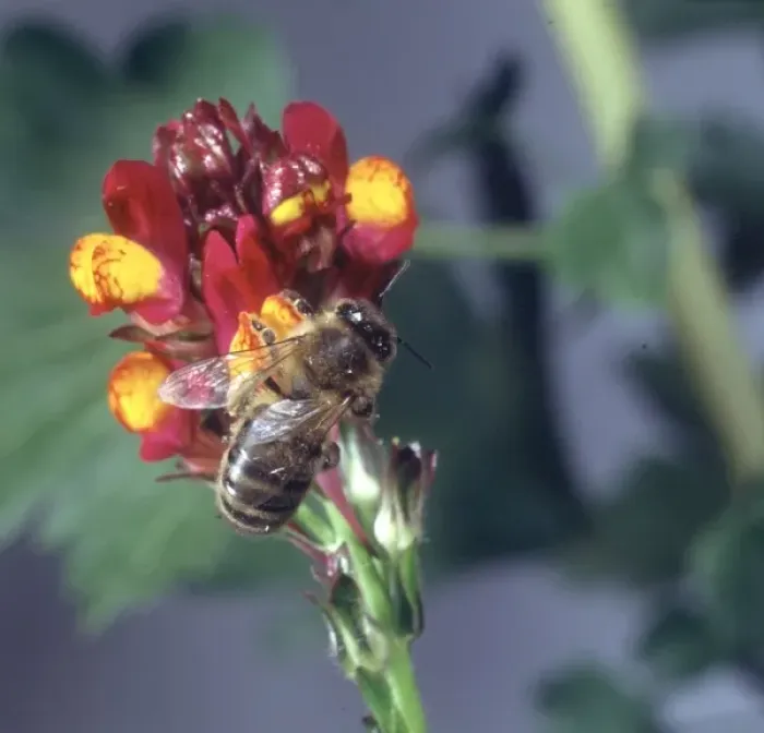 Framed Print : Apis sp. honeybee visiting a flower Framed Print : Apis sp. honeybee visiting a flower