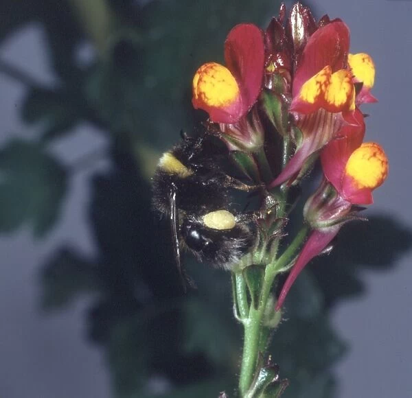 Apis sp. honeybee visiting a flower