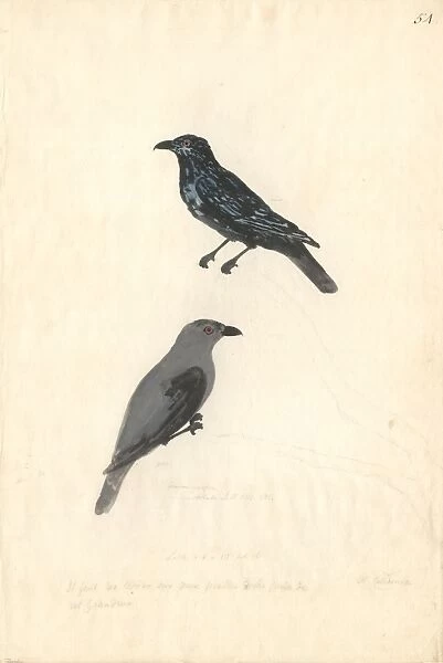 Aplonis striata, striated starling