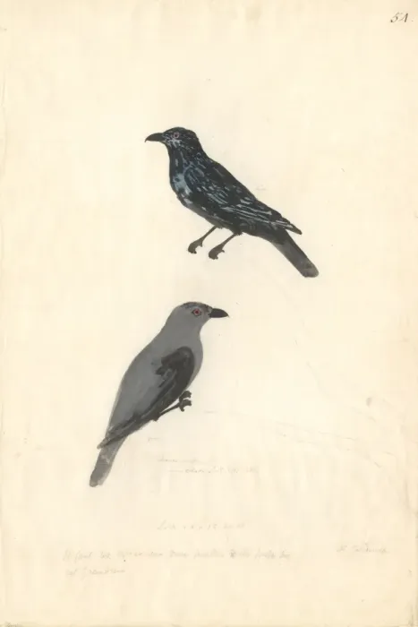 Framed Print : Aplonis striata, striated starling Framed Print : Aplonis striata, striated starling