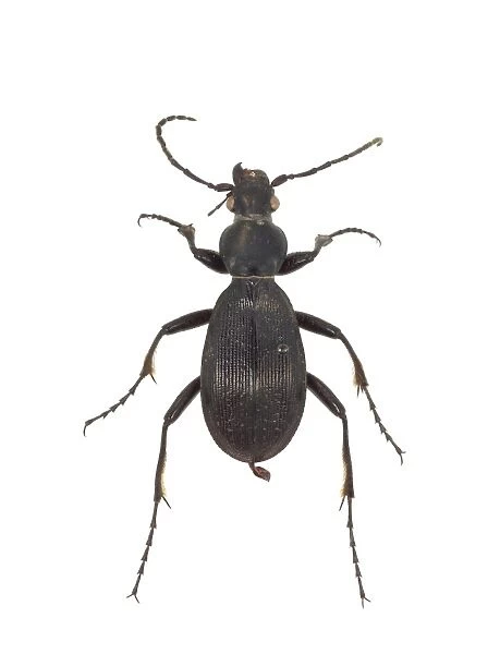 Aplothorax burchelli, giant ground beetle