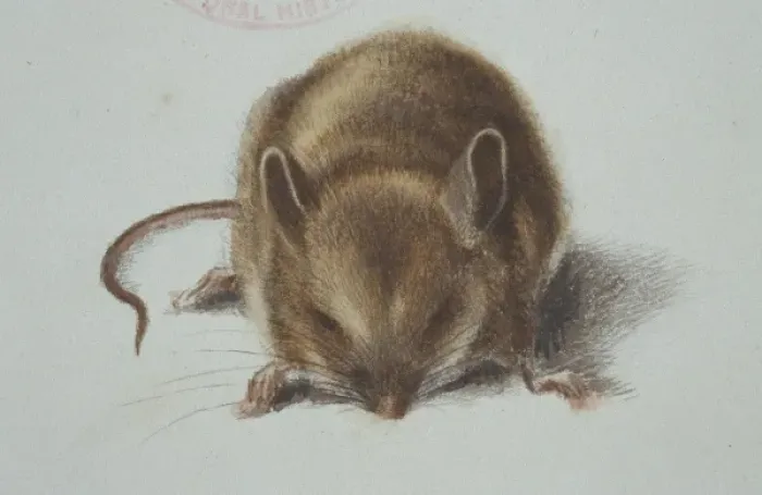 Framed Print : Apodemus sylvaticus, long-tailed field mouse Framed Print : Apodemus sylvaticus, long-tailed field mouse