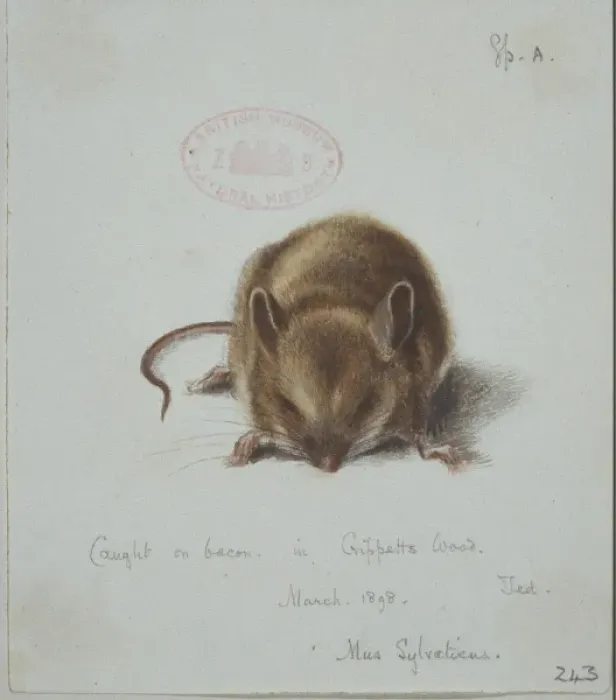 Framed Print : Apodemus sylvaticus, long-tailed field mouse Framed Print : Apodemus sylvaticus, long-tailed field mouse