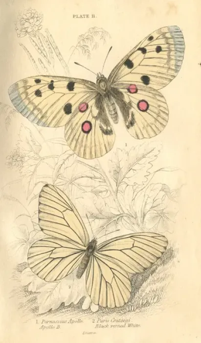 Framed Print : Apollo Butterflies Framed Print : Apollo Butterflies