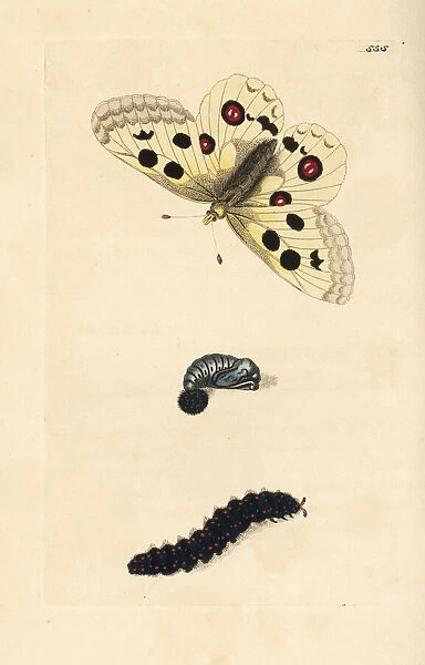 Apollo butterfly, Parnassius apollo. Vulnerable