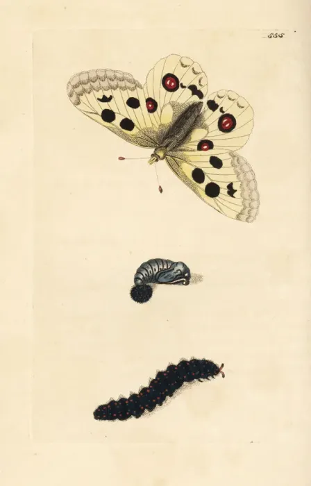Framed Print : Apollo butterfly, Parnassius apollo. Vulnerable Framed Print : Apollo butterfly, Parnassius apollo. Vulnerable