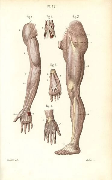 Aponeuroses of the arm, leg, hand and foot