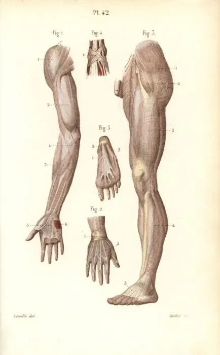 Framed Print : Aponeuroses of the arm, leg, hand and foot Framed Print : Aponeuroses of the arm, leg, hand and foot