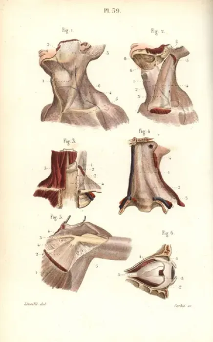 Framed Print : Aponeuroses of the neck, shoulder and eye Framed Print : Aponeuroses of the neck, shoulder and eye