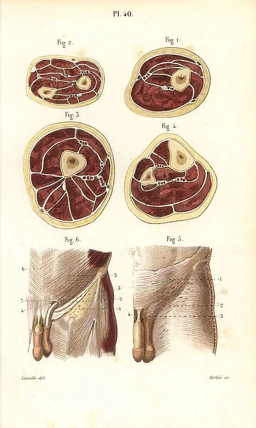Aponeuroses of the torso in cross-section