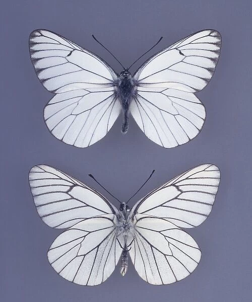 Aporia crataegi, black-veined white butterfly