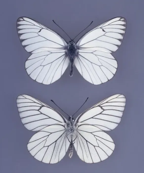 Framed Print : Aporia crataegi, black-veined white butterfly Framed Print : Aporia crataegi, black-veined white butterfly