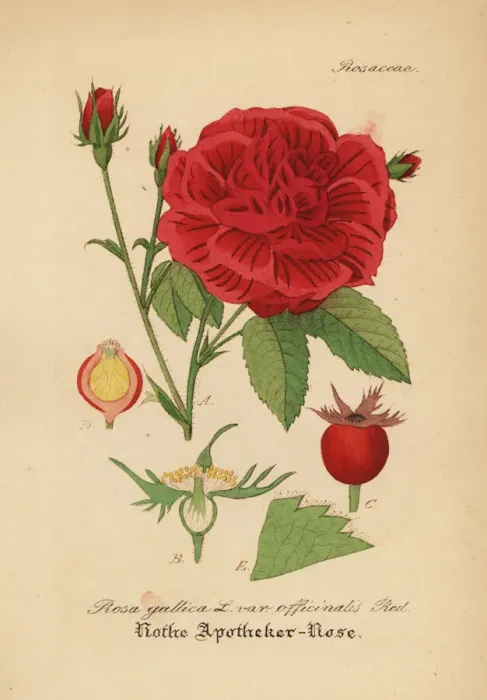 Framed Print : Apothecarys rose or crimson damask rose Framed Print : Apothecarys rose or crimson damask rose