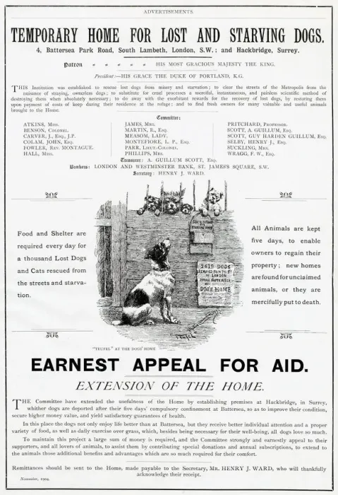 Framed Print : Appeal for aid, for food and shelter required for every day for thousands of dogs Framed Print : Appeal for aid, for food and shelter required for every day for thousands of dogs