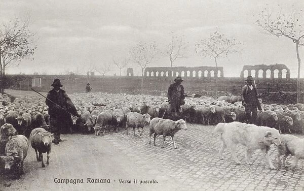 Appian Way - Rome - Sheep herded along the road