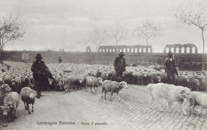 Framed Print : Appian Way - Rome - Sheep herded along the road Framed Print : Appian Way - Rome - Sheep herded along the road