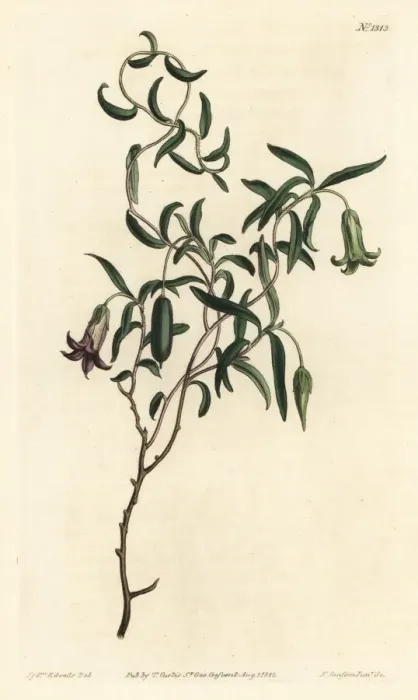 Framed Print : Apple berry, Billardiera mutabilis Framed Print : Apple berry, Billardiera mutabilis