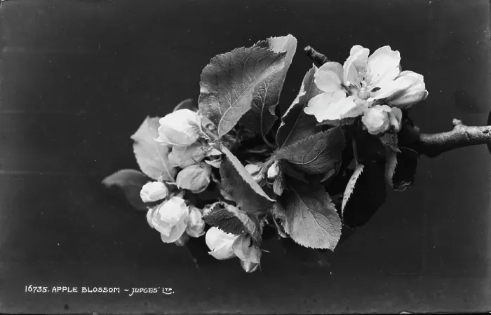 Framed Print : Apple Blossom Framed Print : Apple Blossom