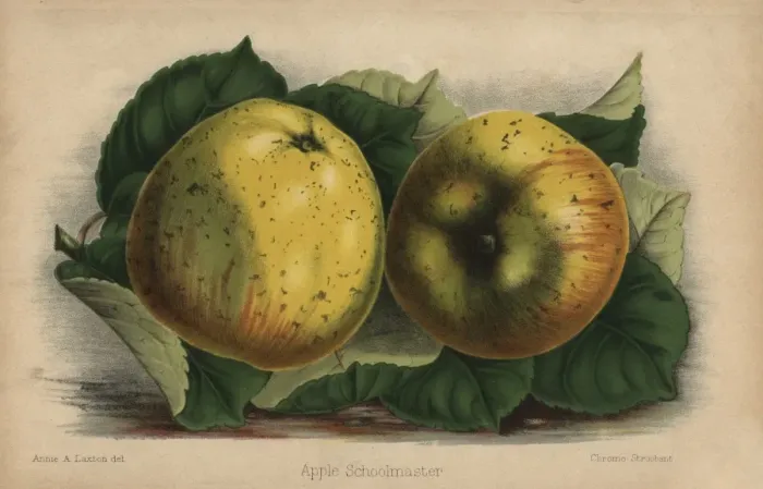 Framed Print : Apple cultivar, Schoolmaster, Malus domestica Framed Print : Apple cultivar, Schoolmaster, Malus domestica