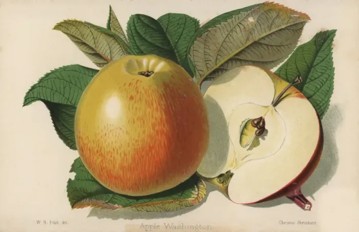 Framed Print : Apple cultivar, Washington, Malus domestica Framed Print : Apple cultivar, Washington, Malus domestica