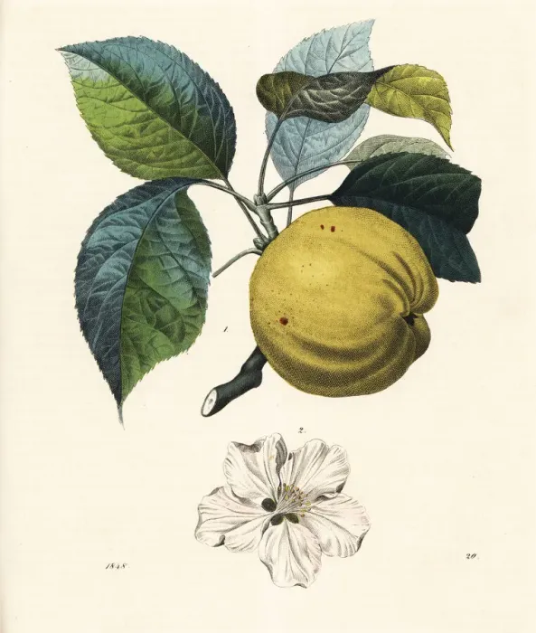 Framed Print : Apple fruit and blossom, Malus domestica Framed Print : Apple fruit and blossom, Malus domestica