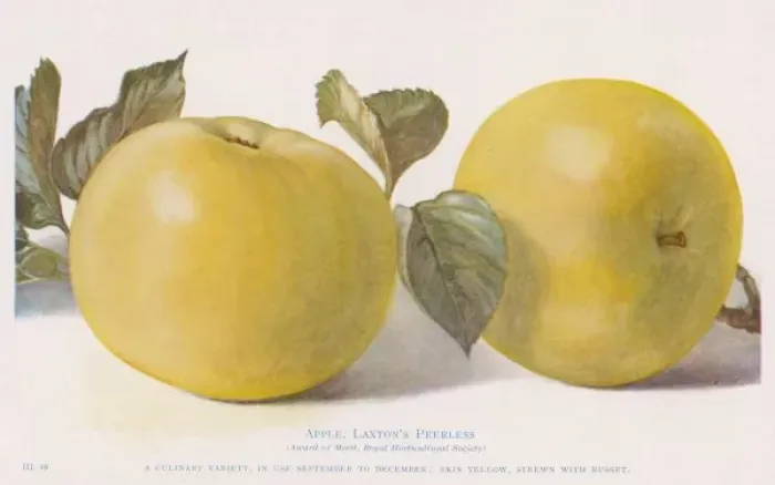 Framed Print : Apple / Laxtons Peerless Framed Print : Apple / Laxtons Peerless