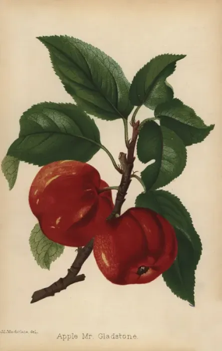 Framed Print : Apple, Mr Gladstone variety, Malus domestica Framed Print : Apple, Mr Gladstone variety, Malus domestica