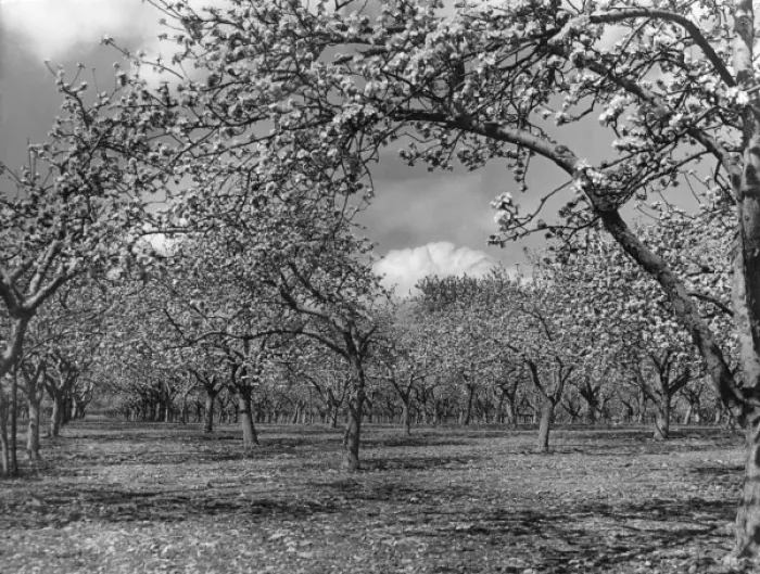 Framed Print : Apple Orchard Framed Print : Apple Orchard