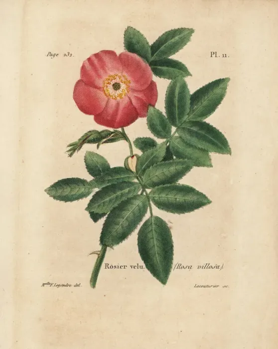 Framed Print : Apple rose, Rosa villosa Framed Print : Apple rose, Rosa villosa
