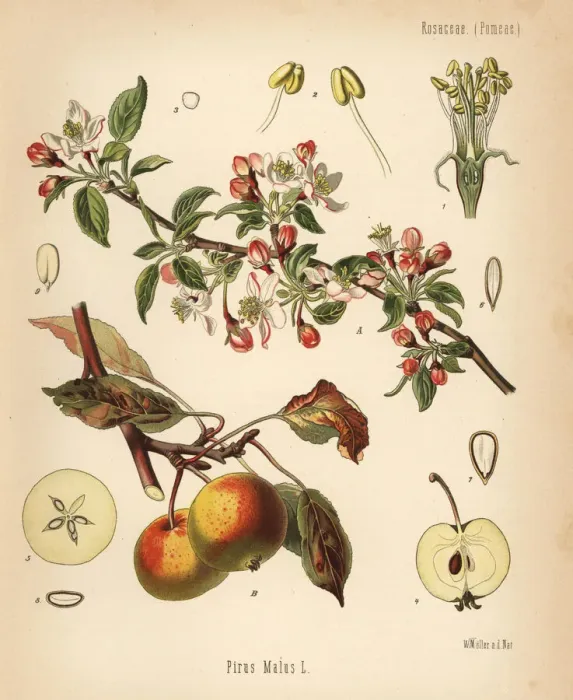 Framed Print : Apple tree, Malus domestica Framed Print : Apple tree, Malus domestica