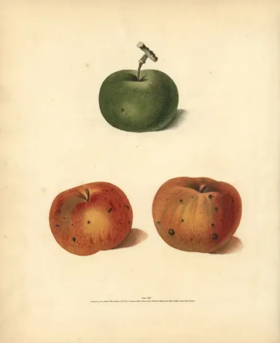 Framed Print : Apple varieties, Malus domestica Framed Print : Apple varieties, Malus domestica