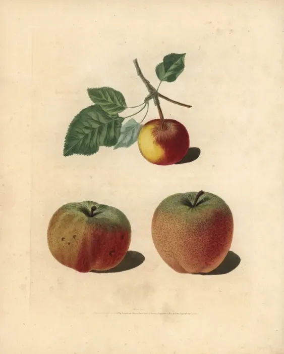 Framed Print : Apple varieties, Malus domestica Framed Print : Apple varieties, Malus domestica