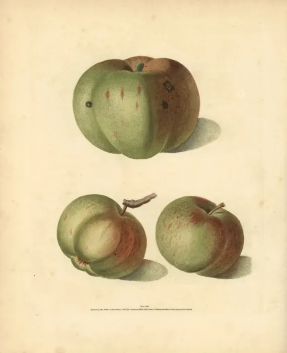 Framed Print : Apple varieties, Malus domestica Framed Print : Apple varieties, Malus domestica