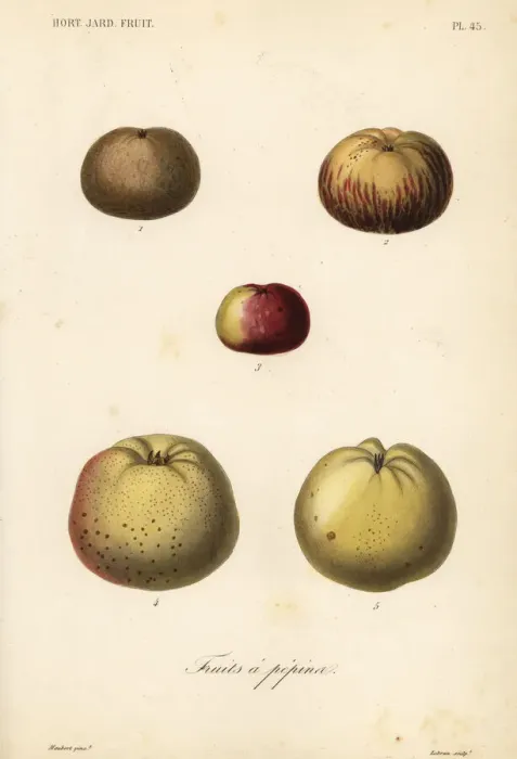 Framed Print : Apple varieties, Malus pumila Framed Print : Apple varieties, Malus pumila