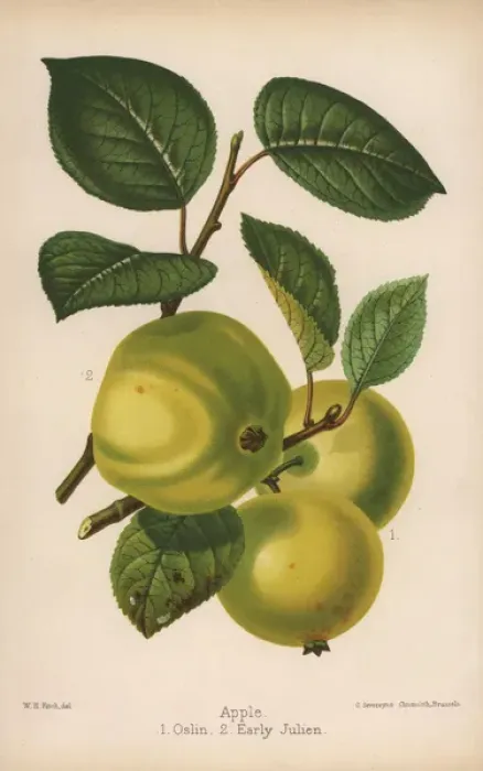 Framed Print : Apple varieties: Oslin and Early Julien, Malus domestica Framed Print : Apple varieties: Oslin and Early Julien, Malus domestica