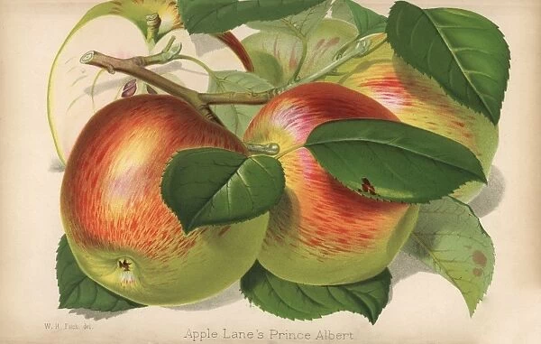 Apple variety, Lanes Prince Albert, Malus domestica
