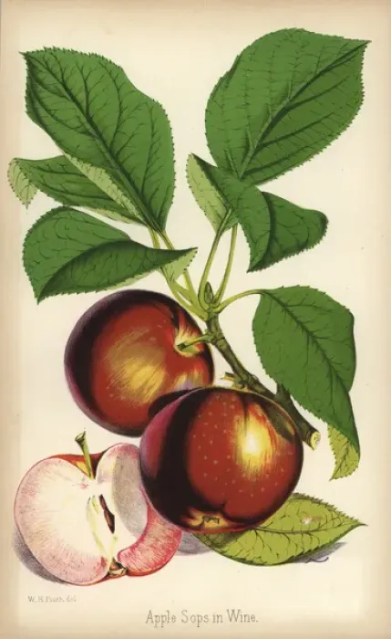 Framed Print : Apple variety, Sops in Wine, Malus domestica Framed Print : Apple variety, Sops in Wine, Malus domestica