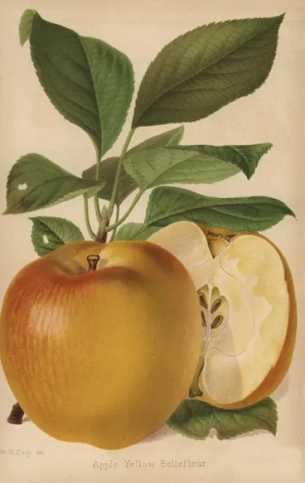 Framed Print : Apple variety, Yellow Bellefleur, Malus domestica Framed Print : Apple variety, Yellow Bellefleur, Malus domestica