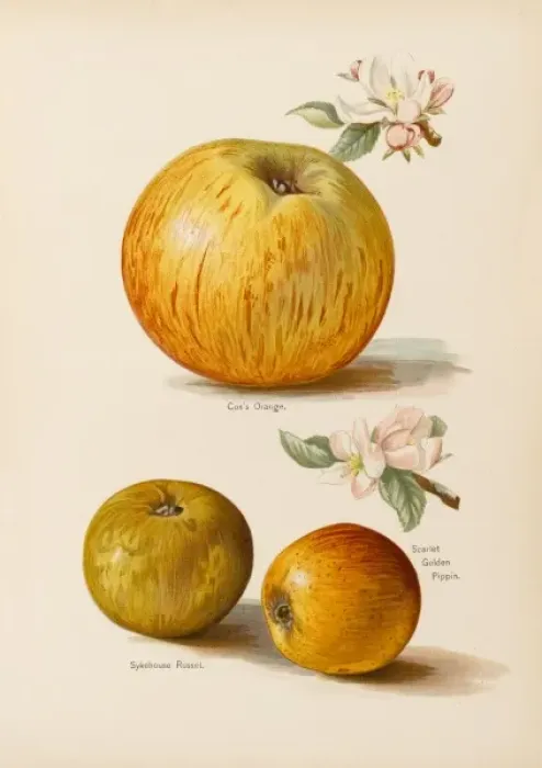 Framed Print : APPLES. Coxs Orange Sykehouse Russet Scarlet Golden Pippin Framed Print : APPLES. Coxs Orange Sykehouse Russet Scarlet Golden Pippin
