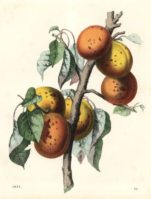Framed Print : Apricot, Malus armeniaca Framed Print : Apricot, Malus armeniaca