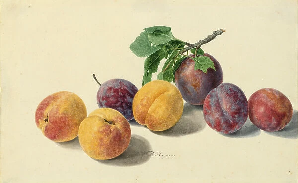 Apricot and plum by Maria van Huysum