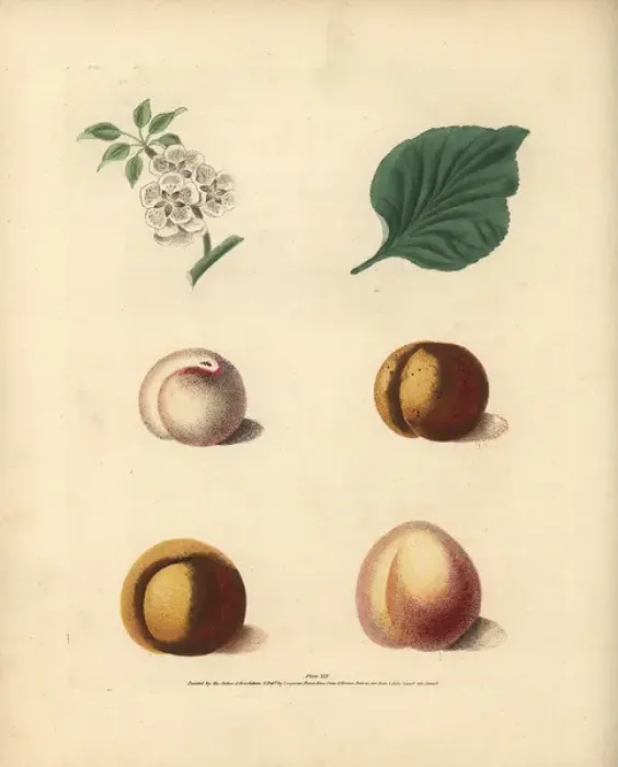 Framed Print : Apricot varieties, Prunus armeniaca Framed Print : Apricot varieties, Prunus armeniaca