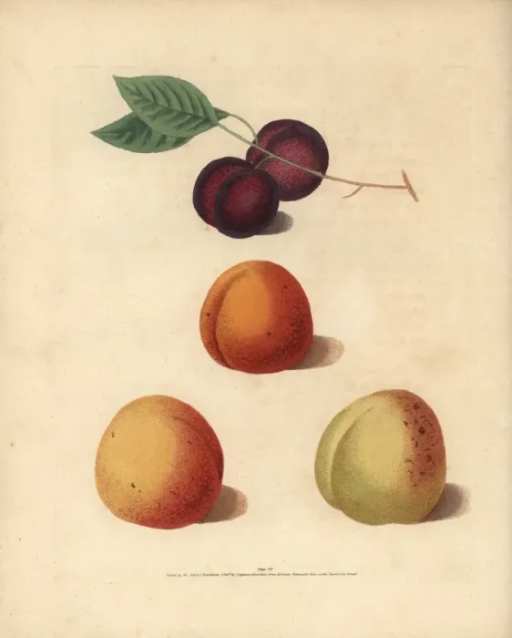 Framed Print : Apricot varieties, Prunus armeniaca Framed Print : Apricot varieties, Prunus armeniaca