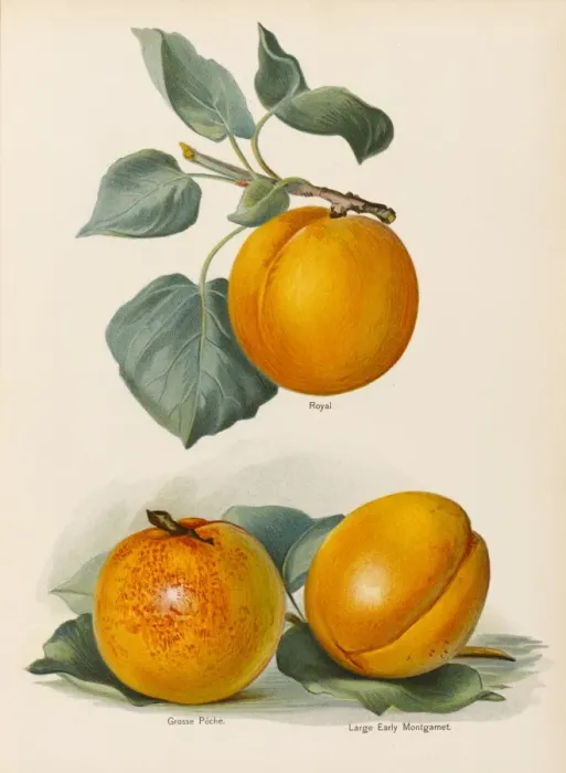 Framed Print : APRICOTS. Royal Grosse Peche Large Early Montgamet Date: 1892 Framed Print : APRICOTS. Royal Grosse Peche Large Early Montgamet Date: 1892