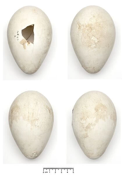 Aptenodytes forsteri, Emperor Penguin egg
